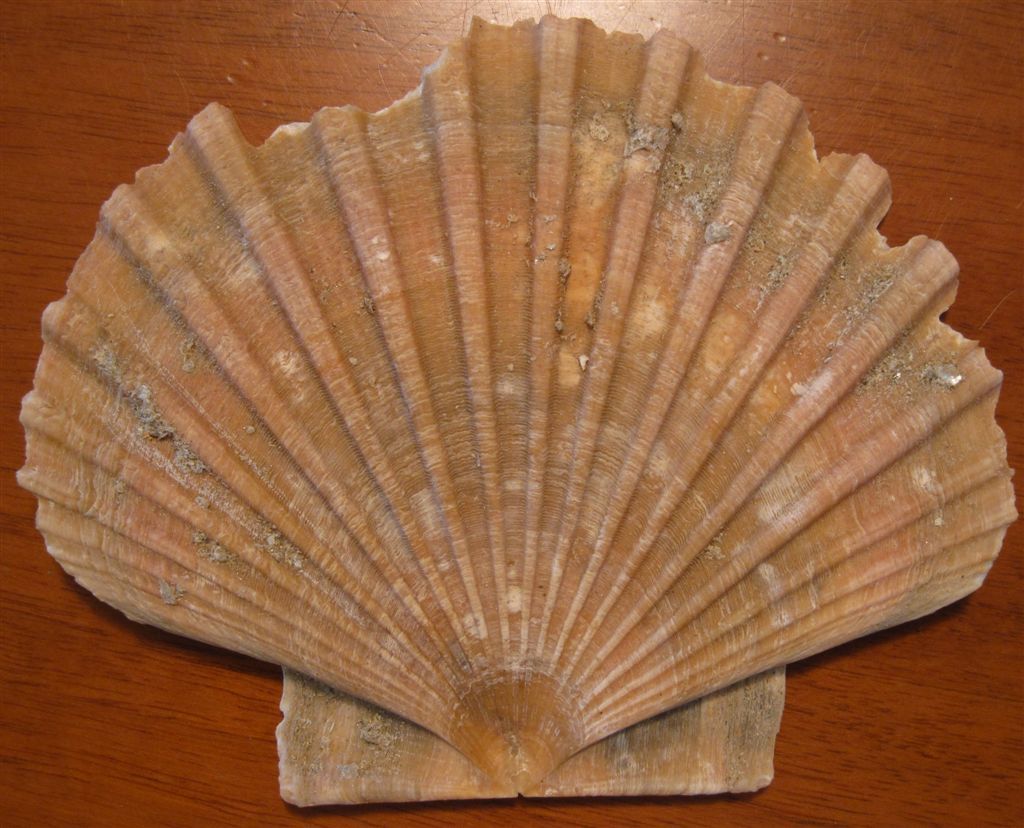 Bivalve fossile da deterrminare